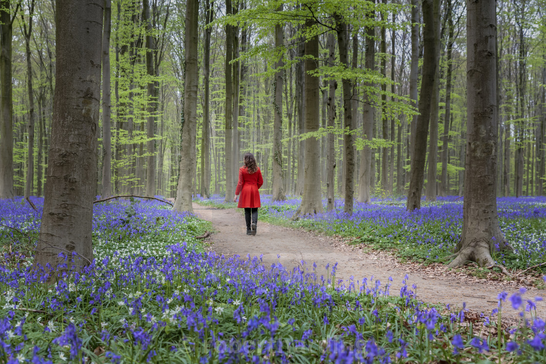 Hallerbos с туристами